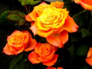 072  amazing rose.JPG